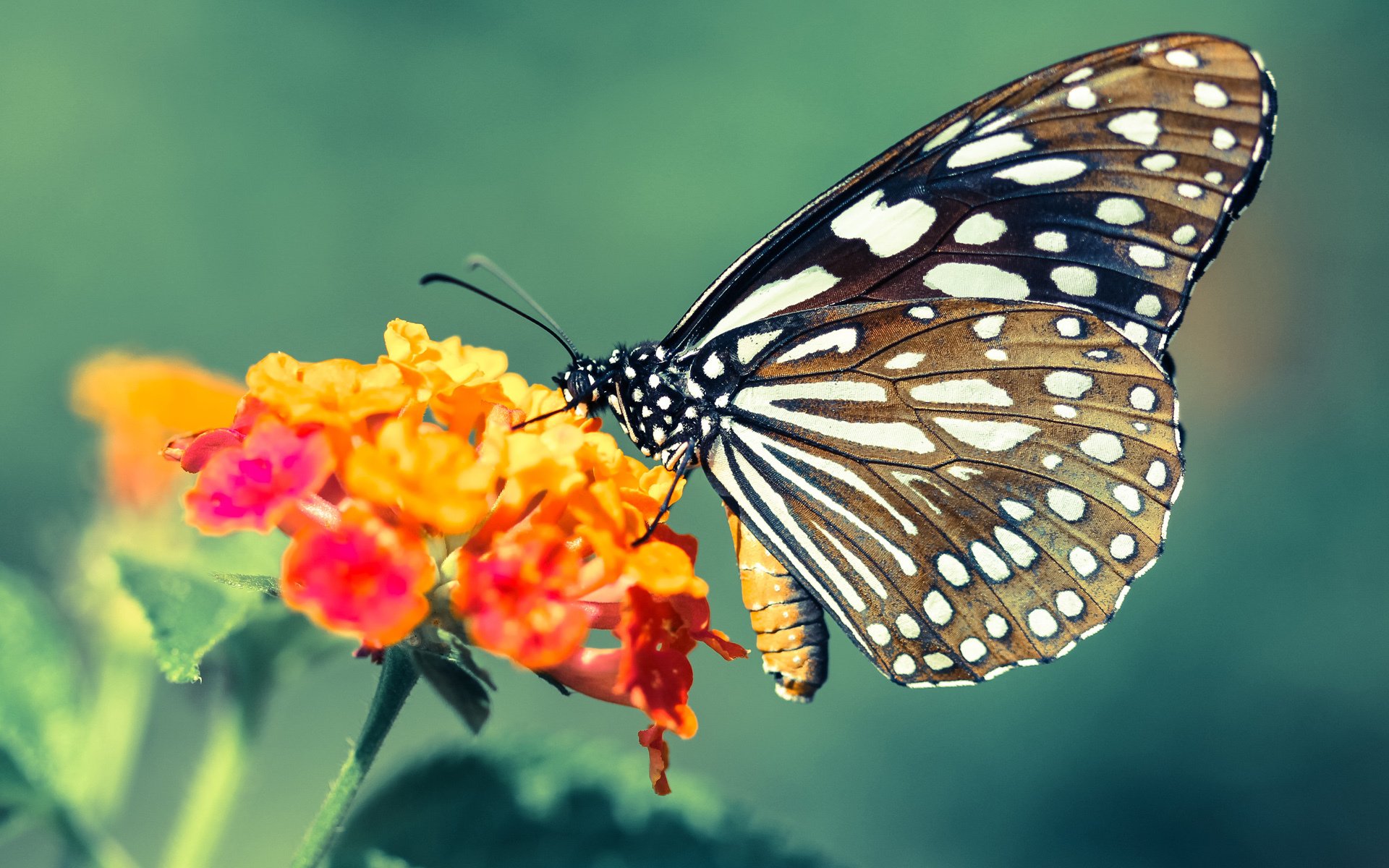 CS职业战队备战计划全面升级硬件支持加强,cs职业队伍名