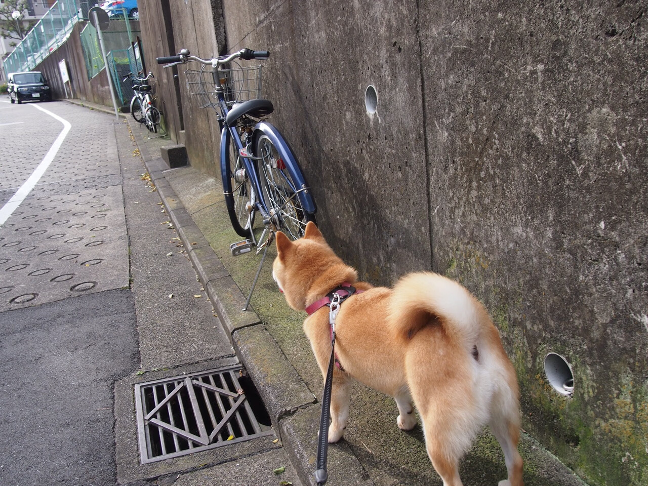 九游官网主页-中后卫出球精度是否决定防反转攻效率，中后卫如何防守