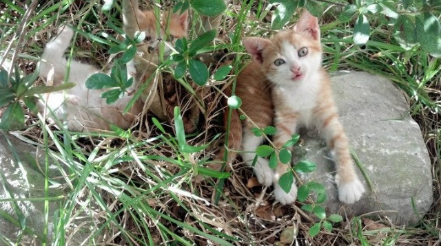 球员数据分析模型是否影响主帅更换时间点,球员数据表