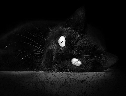 田径国家队教练团队实现多项目协作交流,田径国家队训练