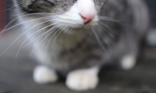 体育新闻中心发布全国体育法律培训基地申报须知,体育培训监管