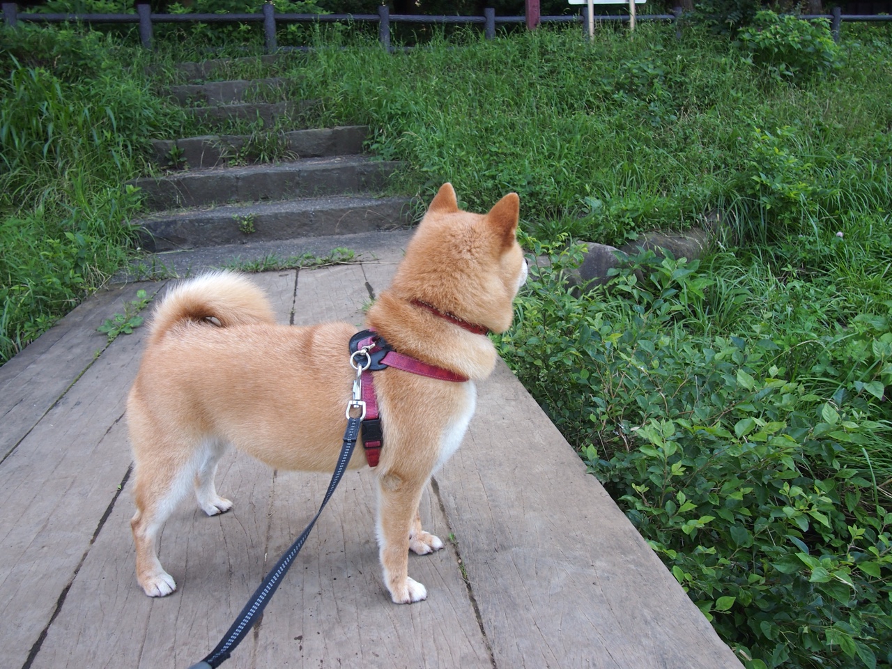 德甲极限比赛:高强度攻防的巅峰展现,德甲经典比赛