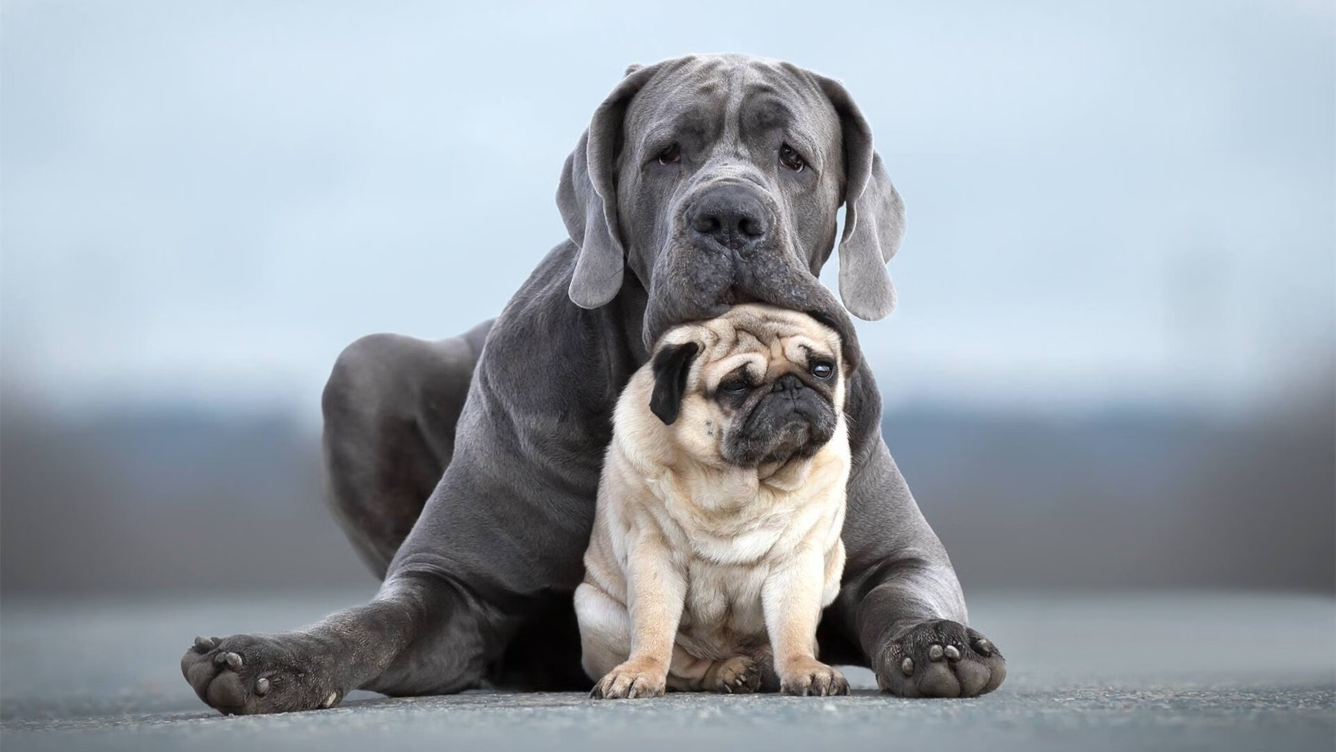 新西兰全黑队球员灵活变换位置,进攻如同精密机器,新西兰的球队