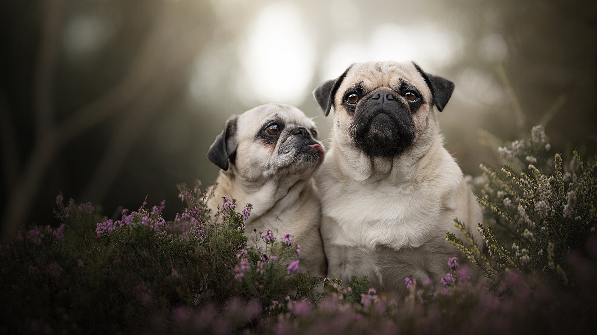 九游(jiuyou)官方网站-爵士轮换阵容合理主力体能保持良好，爵士队的阵容