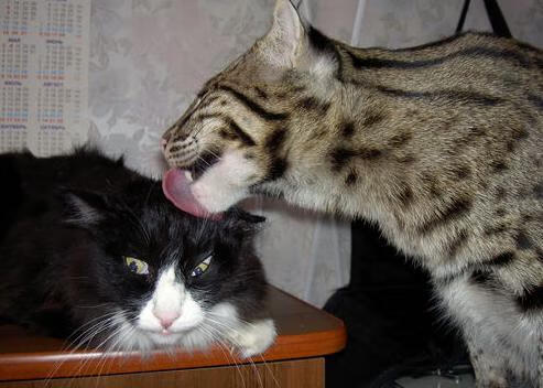 英国政府加大橄榄球财政支持,英国橄榄球俱乐部